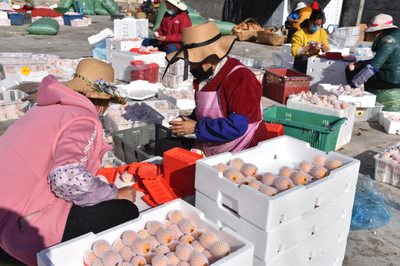 涼山德昌 疫情防控和農(nóng)產(chǎn)品銷售兩不誤，扎實(shí)做好疫情防控期間農(nóng)產(chǎn)品銷售工作